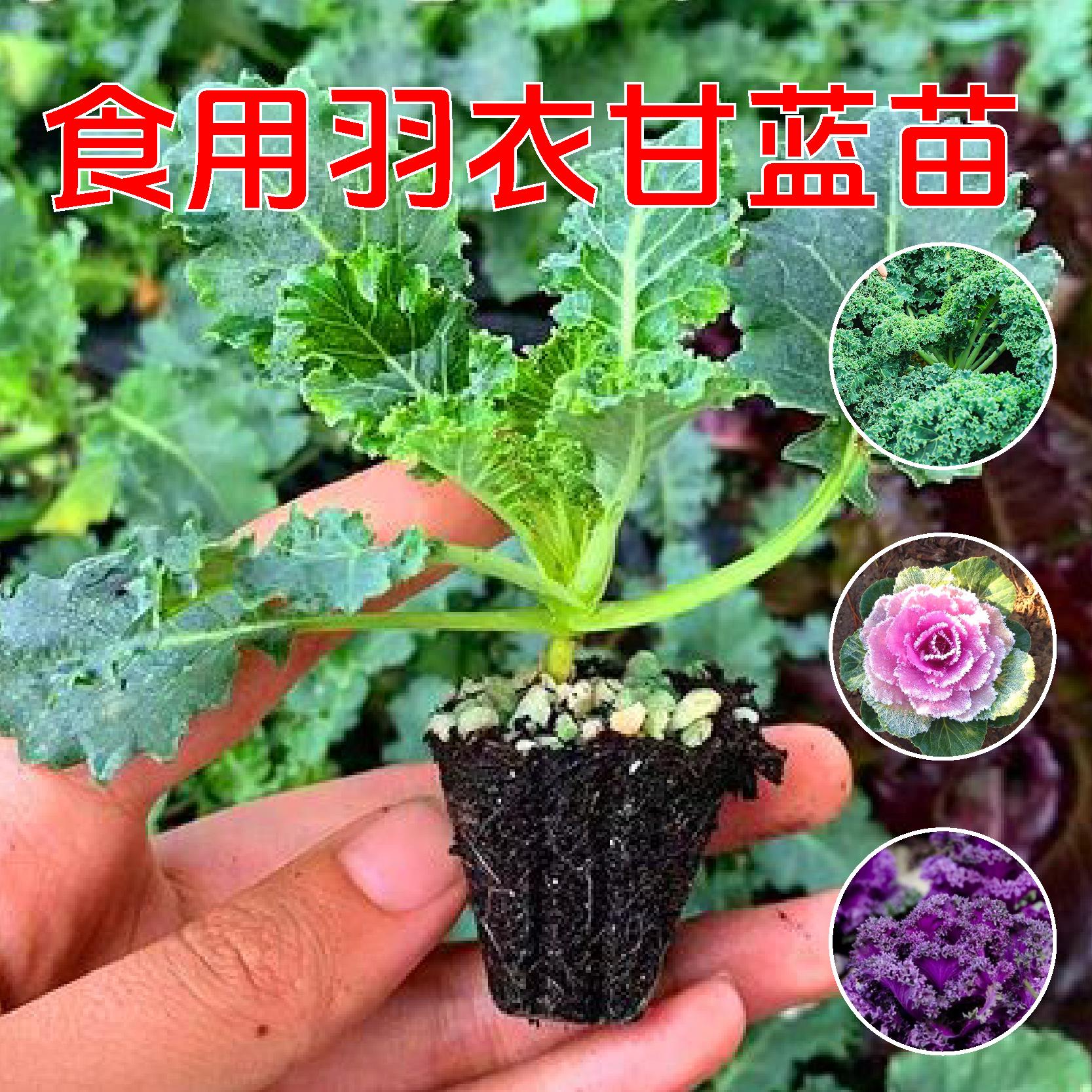 羽衣甘蓝苗羽衣甘蓝盆栽大苗羽衣甘蓝超耐寒蔬菜女王