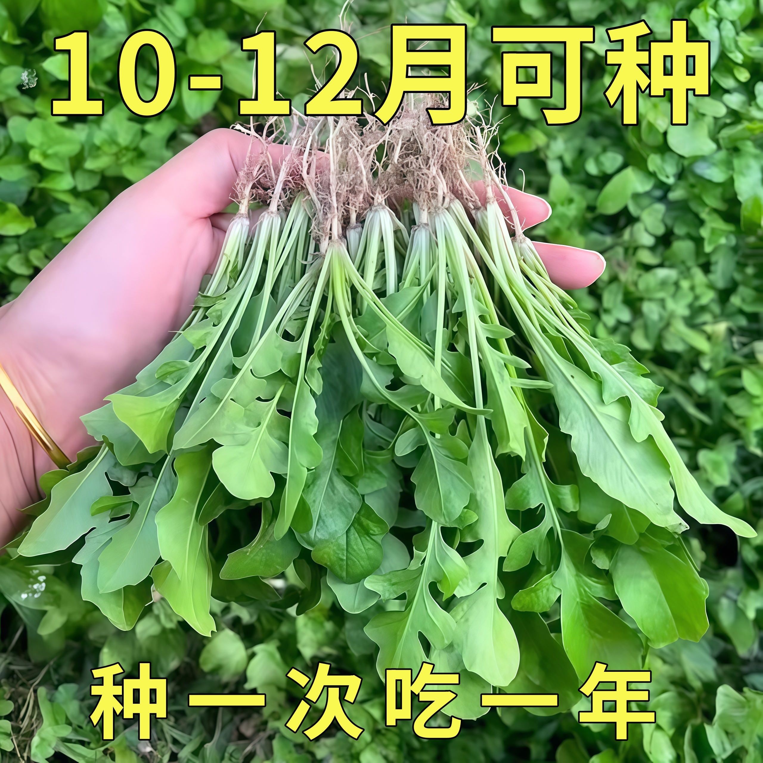 荠菜种子大全农家四季大叶春野菜种籽食用盆栽荠荠菜种籽孑青菜籽