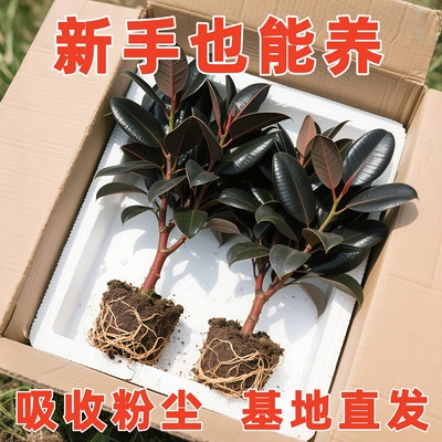 橡皮树黑金刚盆栽好养绿植客厅阳台办公室内四季常青植物净化空气