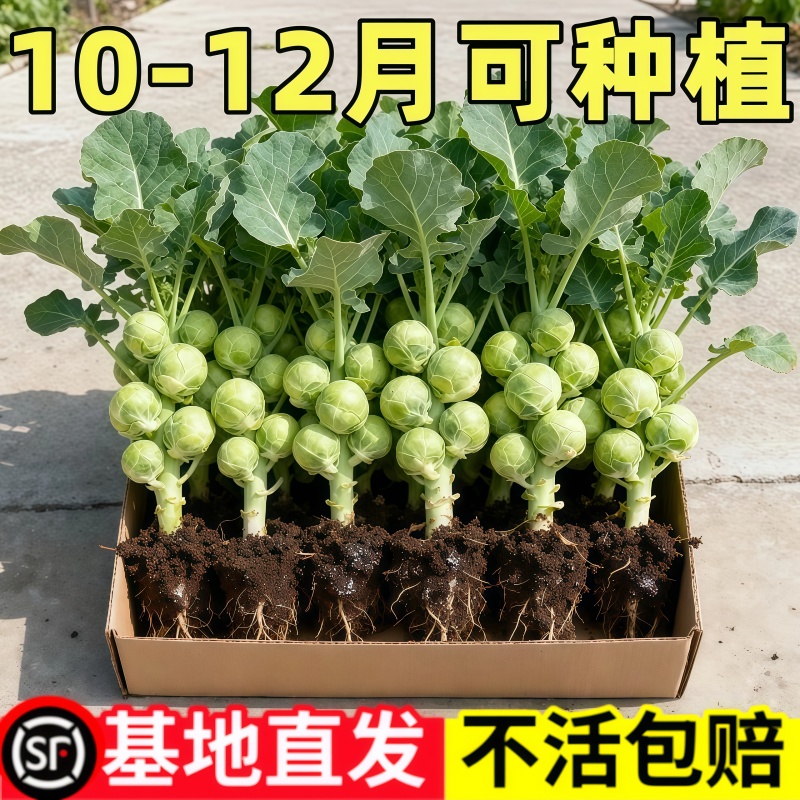 孢子甘蓝苗秧寿光高产包子甘蓝种子包菜迷你小抱子四季盆栽带土球