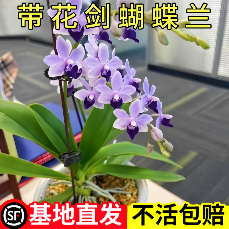 蝴蝶兰小茴紫2.8带花剑进口品种多年生盆栽带花苞兰花苗染色吸色
