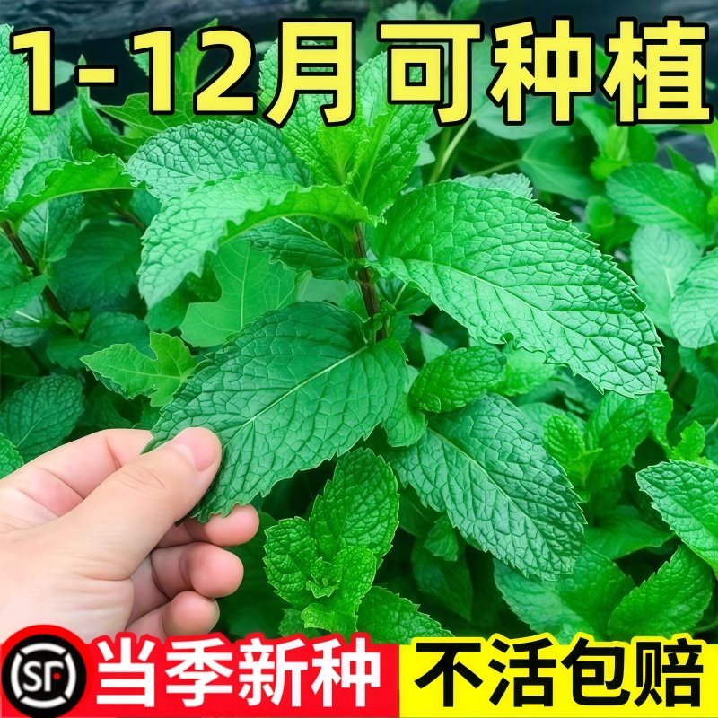 可食用薄荷种籽子盆栽猫薄荷种子阳台植物蔬菜种孑四季种植花种子