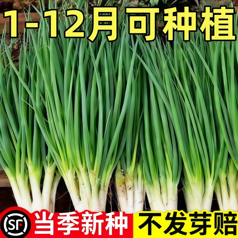 四季小香葱种子大葱小葱籽正宗老品种葱种籽蔬菜种子阳台盆栽