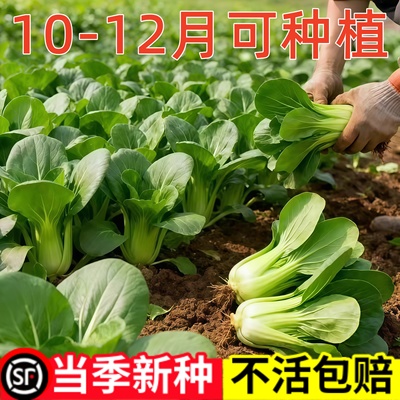 上海抗热605耐热上海青小油菜青梗菜夏季耐高温新鲜蔬菜包邮