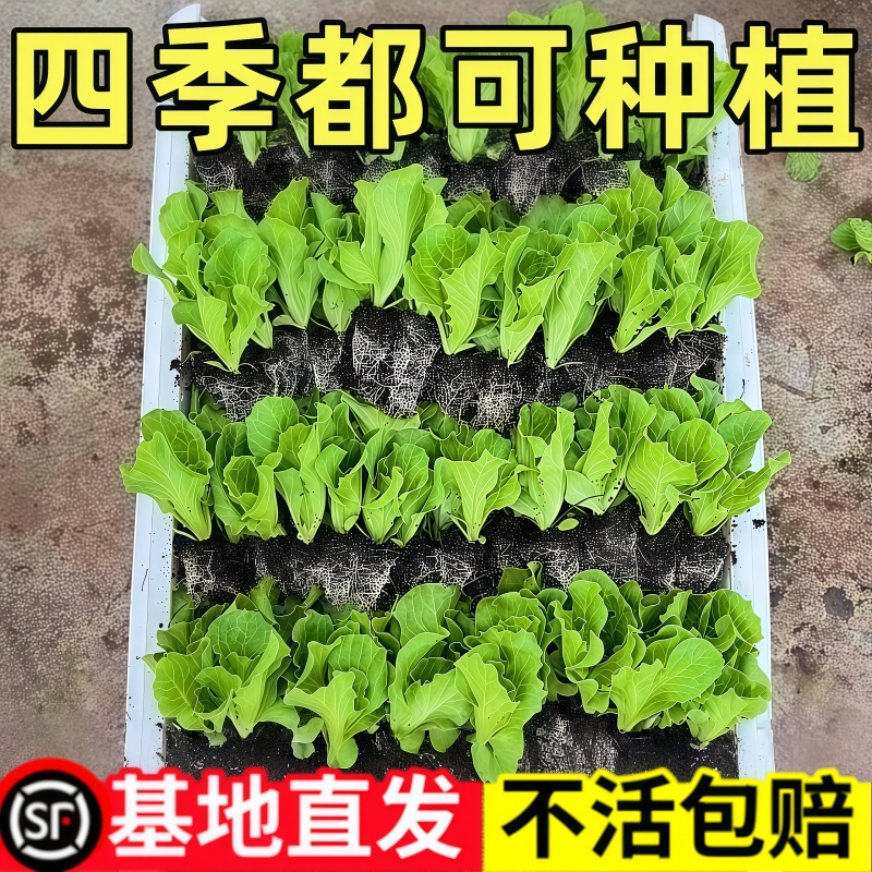 【新鲜秧苗】2025年意大利生菜秧苗薄皮可口全年一年四季阳台种植