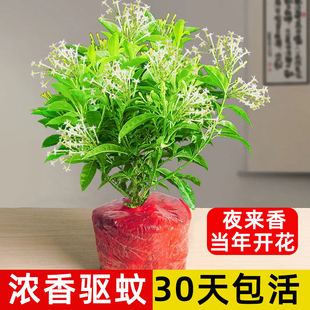 夜来香盆栽花树苗室内驱蚊花卉当年四季开花阳台九里香花苗植物
