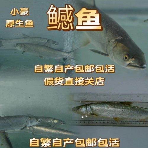 鱤鱼苗水老虎鱤鱼正宗凶猛一年可长七八斤