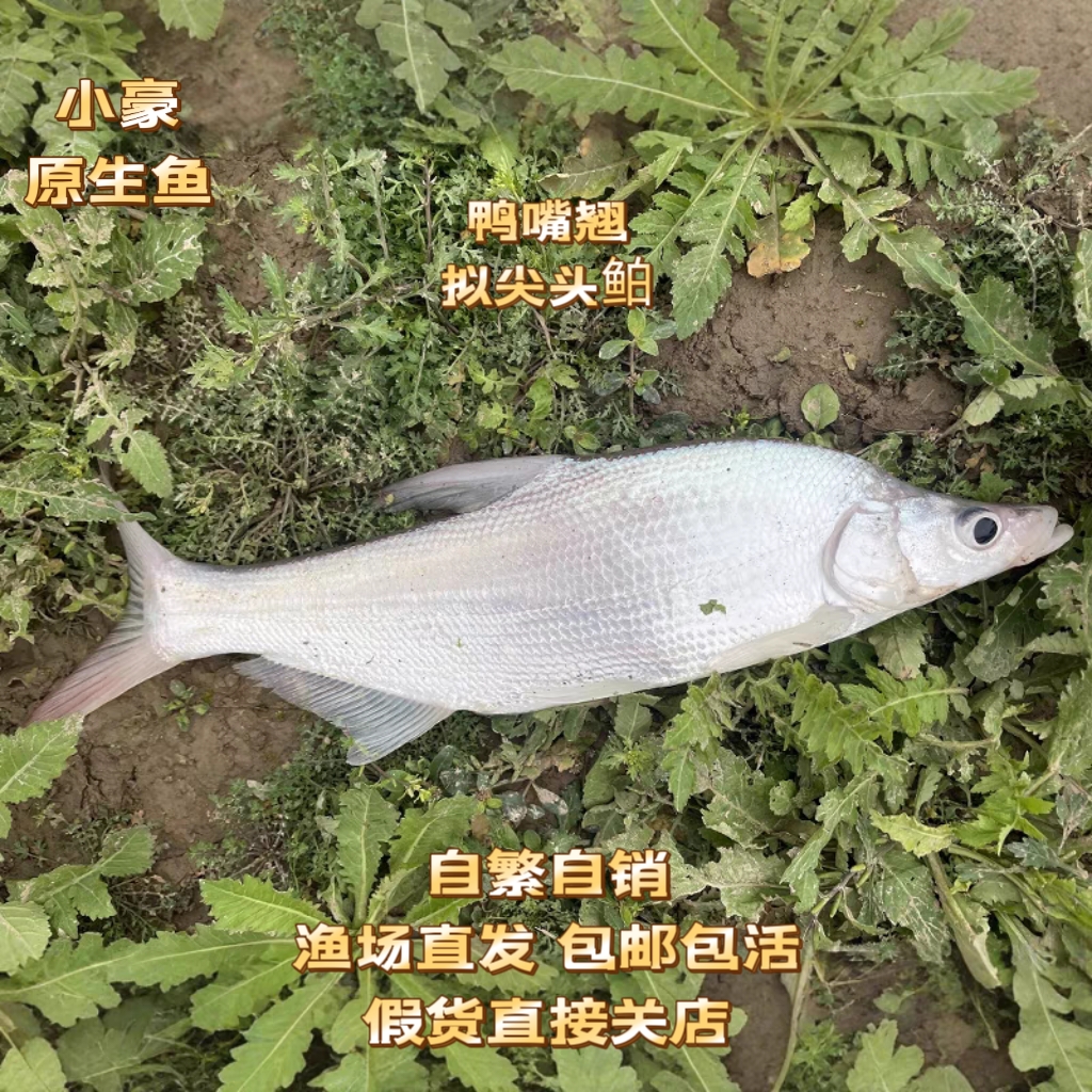 鸭嘴翘拟尖头鲌包邮包活广温淡水鱼凶猛路亚大规格好养活
