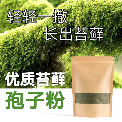 苔藓青苔植物种子吸水上水石盆栽