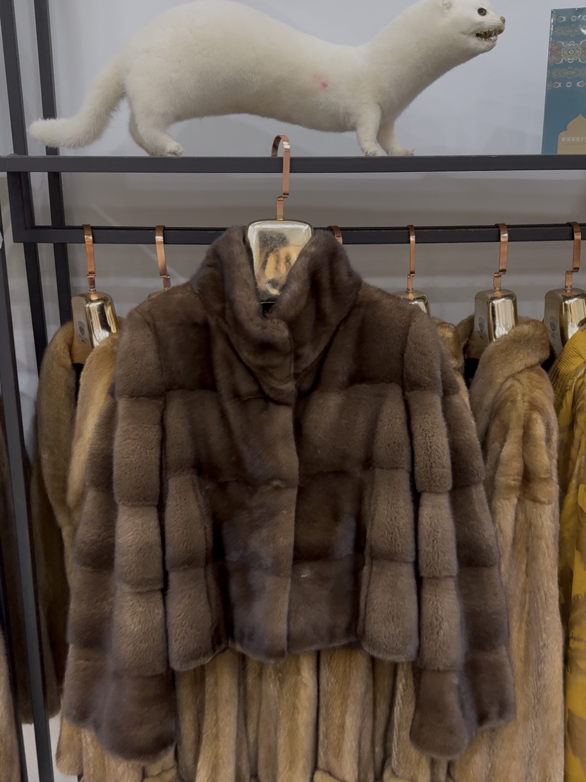 VGass┆横排进口短二水貂