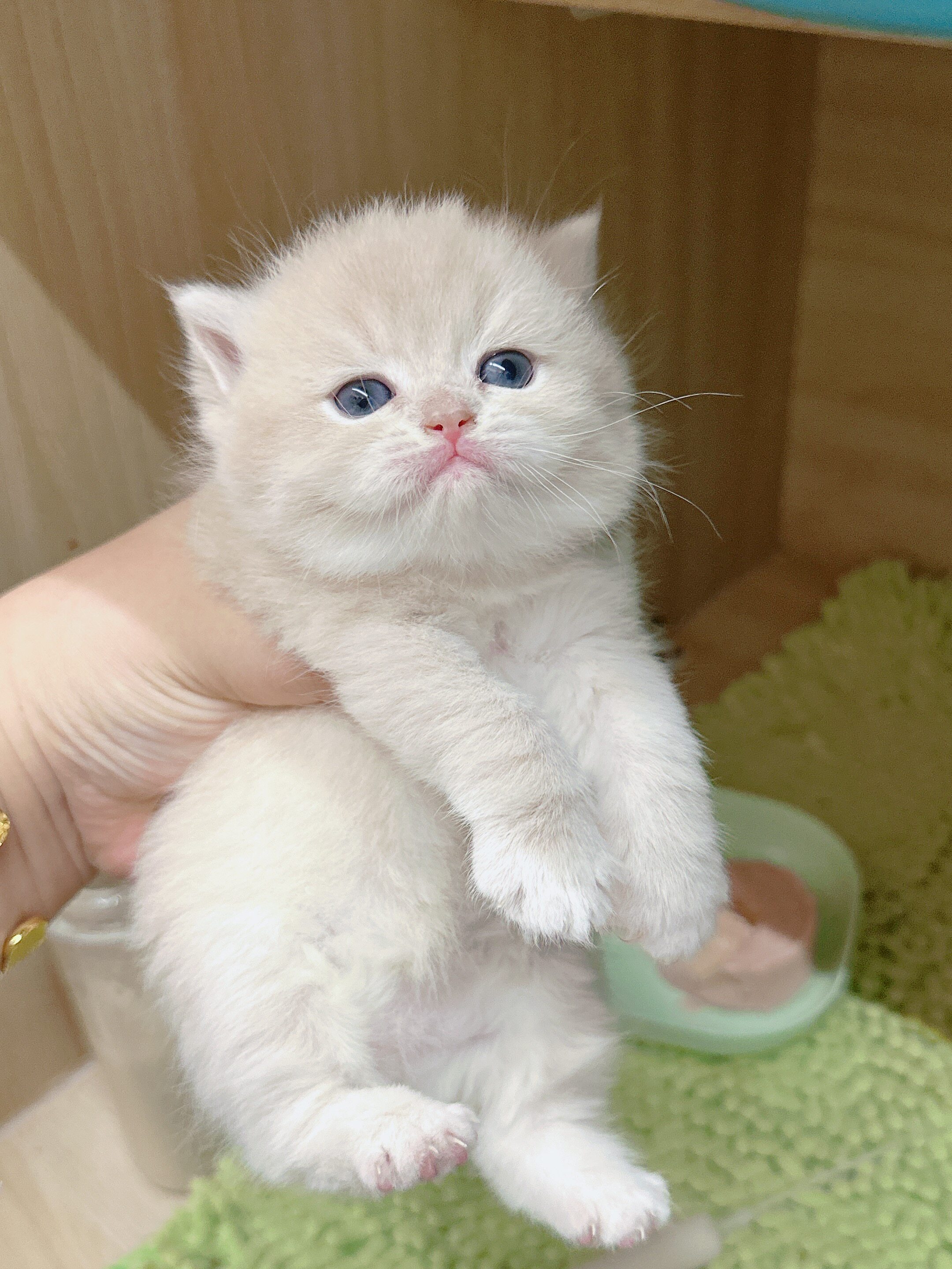 紫金渐层幼猫活体宠物猫英国短毛猫银渐层英短猫咪宠物猫咪猫砂
