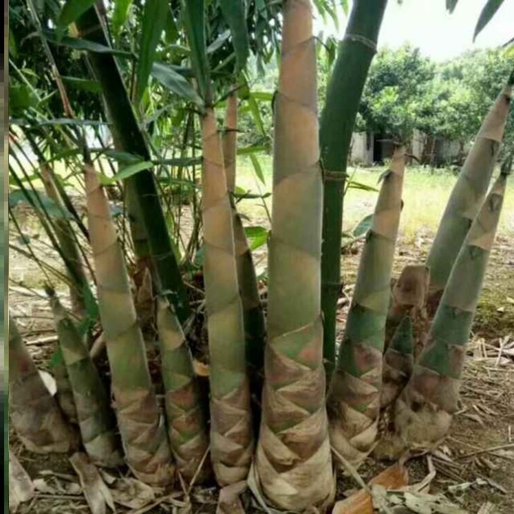 广西桂笋甜竹种植面积,广西甜竹笋图片大全,广西竹笋_大山谷图库