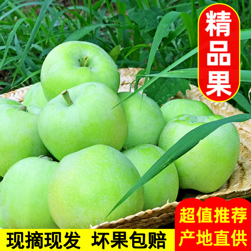 2024现摘青苹果山西运城产地直发