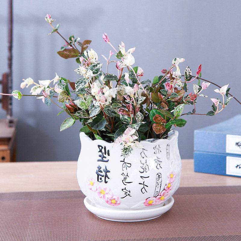 花叶络石盆栽阳台庭院好养植物五彩花卉室内彩叶垂吊黄金络石藤苗