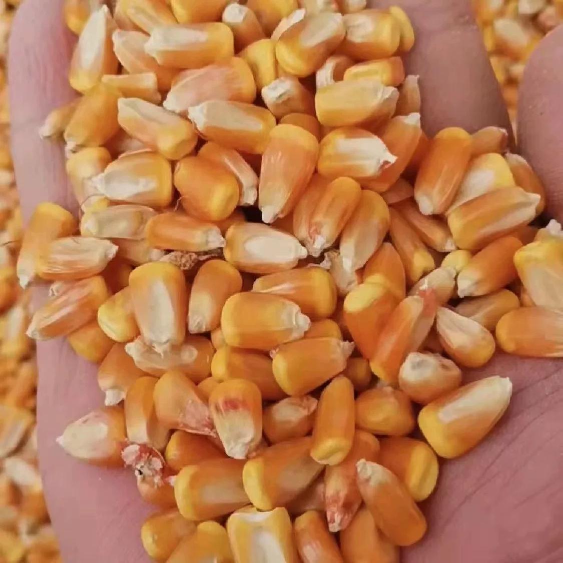 山东新货干玉米粒饲料酿酒打窝