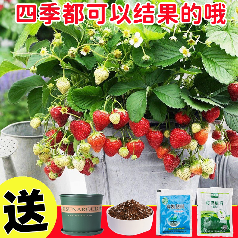 草莓种籽子盆栽四季开花结果室内室外蔬菜水果种孑植物花种子籽子