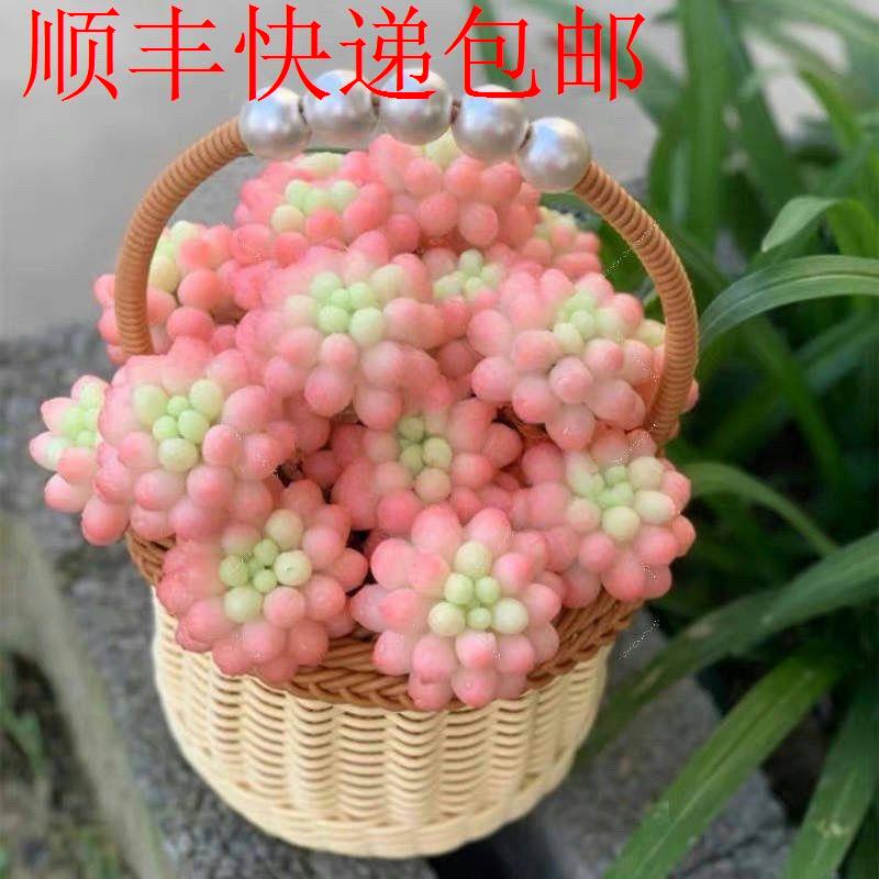 新疆包邮】香味果冻劳尔老桩超大多肉多头群生办公室盆栽植物花卉