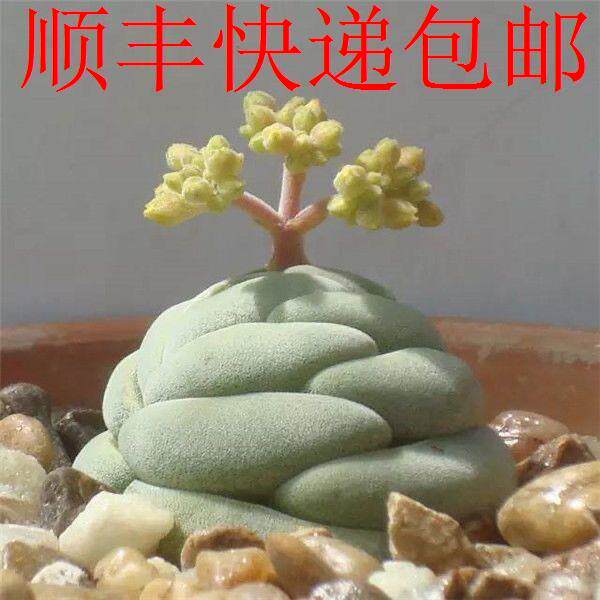 新疆包邮】新奇肉肉托尼白稚儿稚儿姿多肉植物盆栽办公室内阳台高