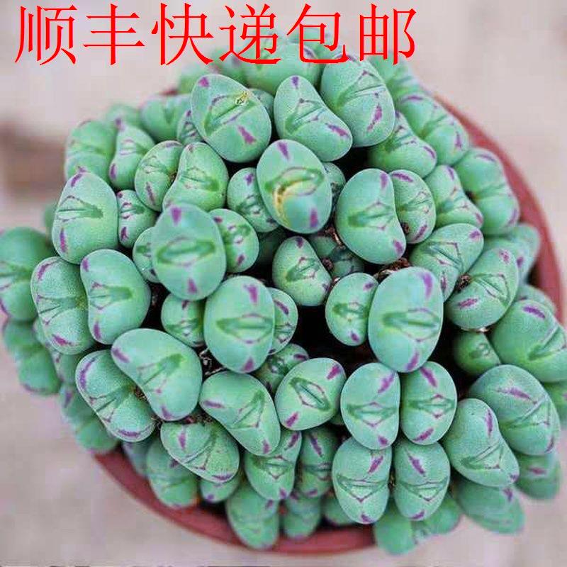 新疆包邮】多肉植物口笛群生多头肉锥生石花室内阳台新款稀有贵货