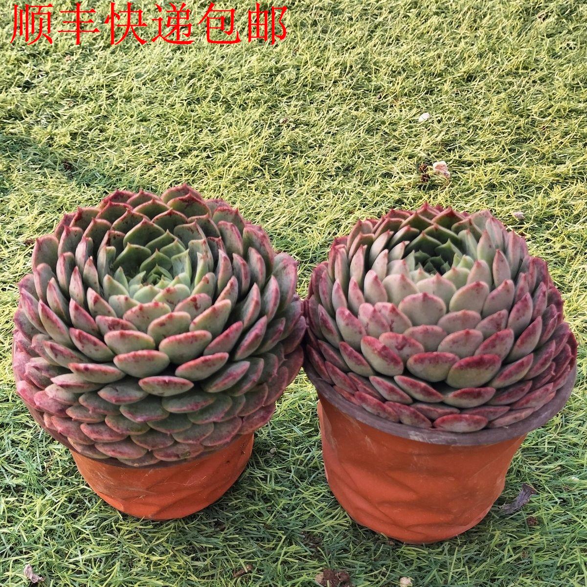 新疆包邮】爆款|景天科朱砂莲花多肉老桩|32℃耐寒绿植盆栽|莲花