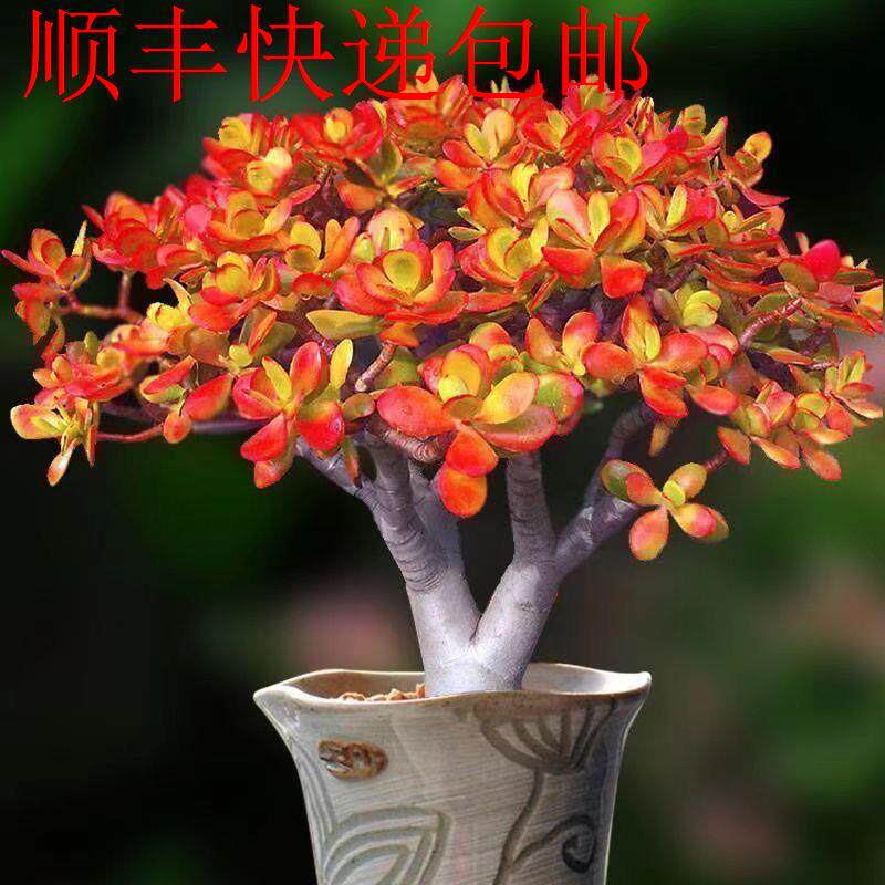 新疆包邮】摇钱树肉树多肉植物品种大全黄金摇钱树新手红花玉树老