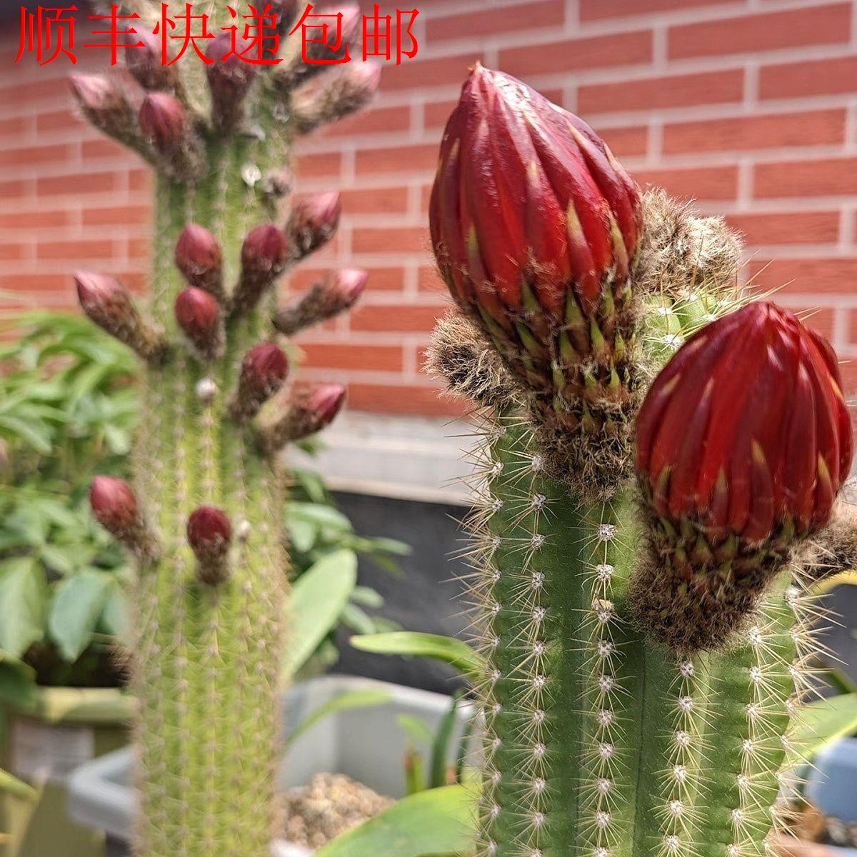 新疆包邮】实生飞碟毛花柱