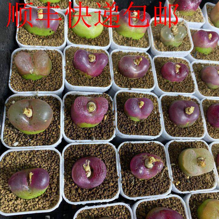 新疆包邮】精品生石花肉锥母本毛汗尼母本糖豆豆可爱阳台植物易养