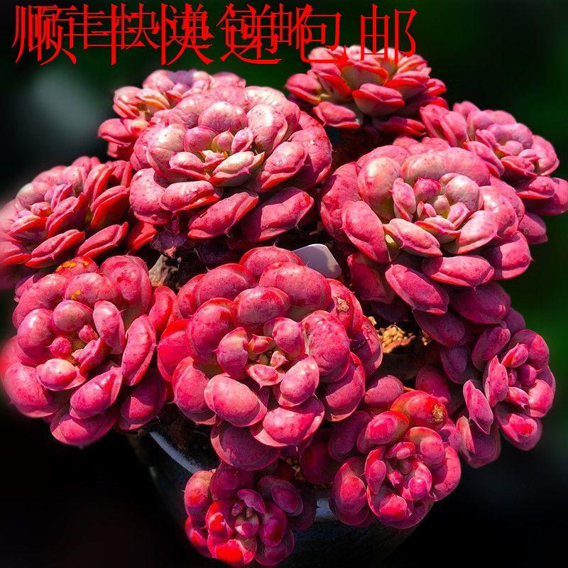 新疆包邮】雨滴多肉老桩 爆款糖果 整桩无砍 可办公室内 绿植植物