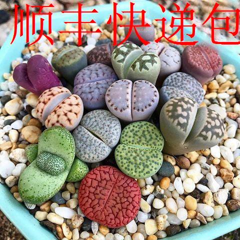 新疆包邮】多肉植物生石花大颗超大号编号屁股石头花大颗母本整盆