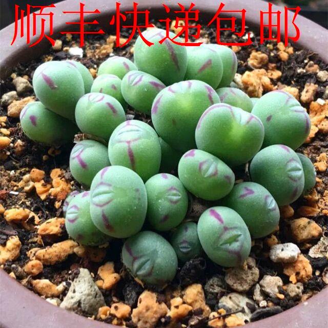 新疆包邮】多肉植物口笛群生多头肉锥番杏科生石花帝玉肉肉室内阳