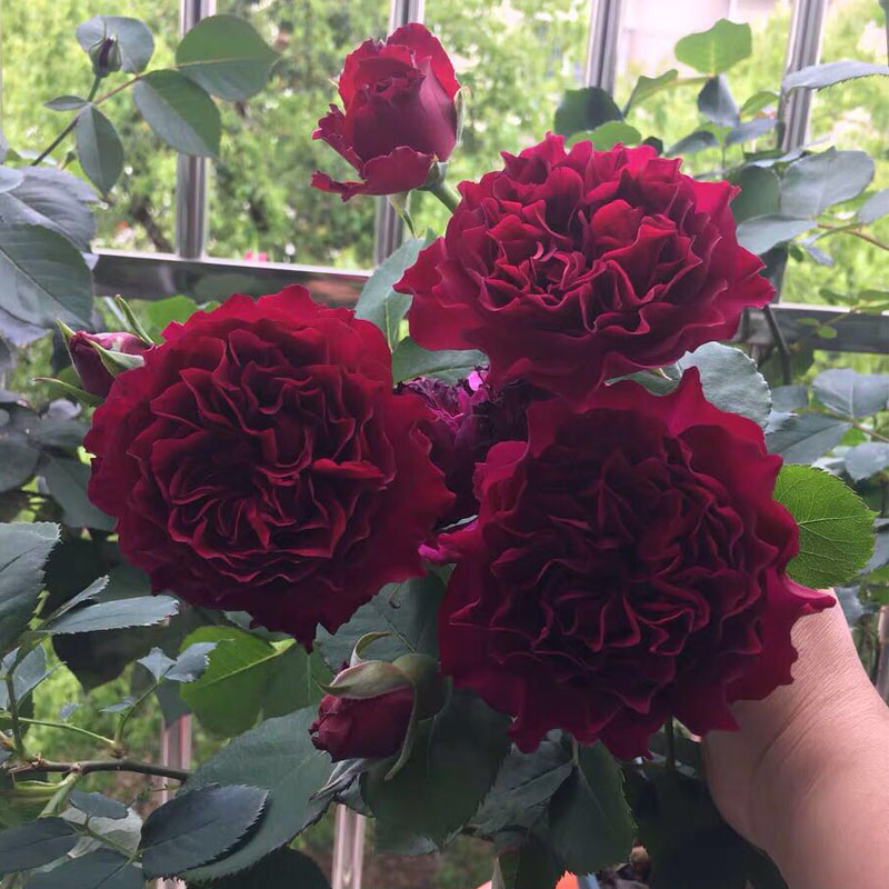 暮光之城大花浓香波浪边花月季花苗四季玫瑰花苗盆栽植物阳台花卉