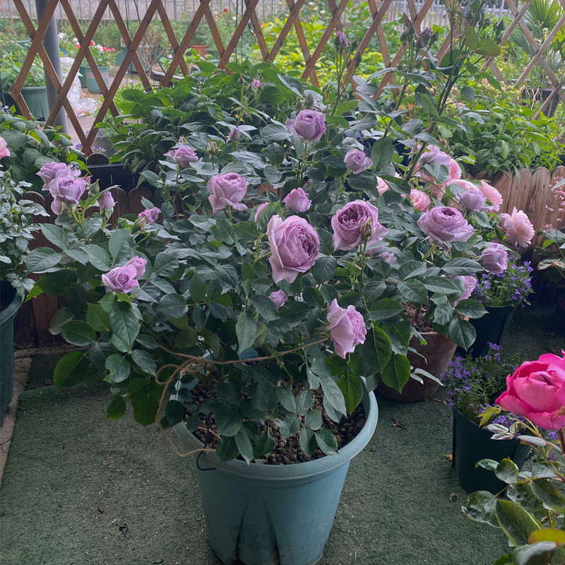 蓝色风暴月季花苗带花苞大花浓香四季开花玫瑰花阳台盆栽庭院植物