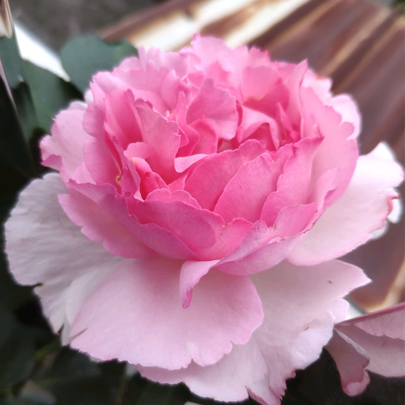 上新伊芙系列大苗繁华都市大花月季浓香灌木玫瑰阳台月季花苗盆栽