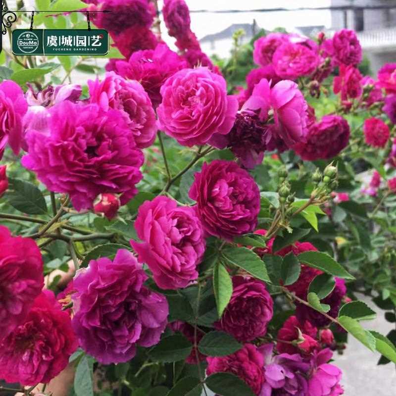 1加仑|虞城园艺 微型月季甜蜜马车紫色浓香勤花丰花四季开花
