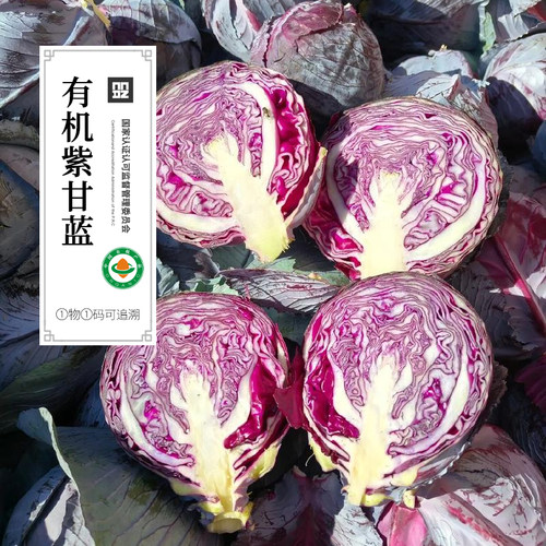 有机紫甘蓝 新鲜有机蔬菜无农残紫包菜蔬菜沙拉菜顺丰