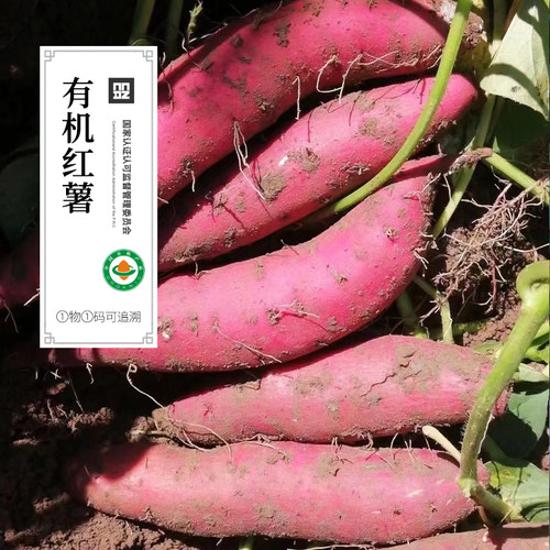 有机红薯 新鲜海南澄迈桥头地瓜红薯板栗红薯顺丰发货5斤