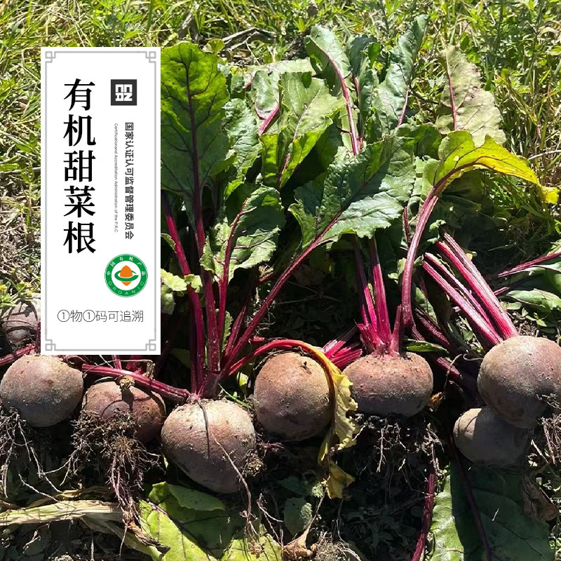 有机甜菜根2斤 云南新鲜红甜菜头有机菜沙拉蔬菜榨汁
