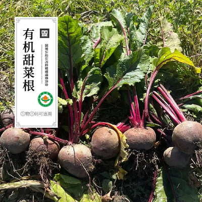 有机甜菜根2斤 云南新鲜红甜菜头有机菜沙拉蔬菜榨汁