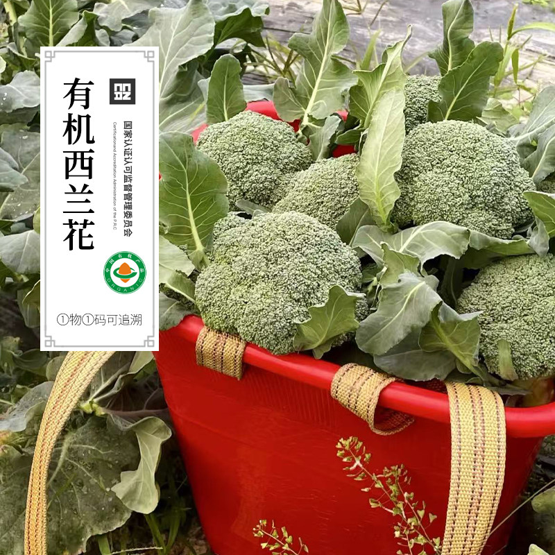 有机西兰花宝宝辅食西蓝花散装有机认证健康蔬菜无农残顺丰