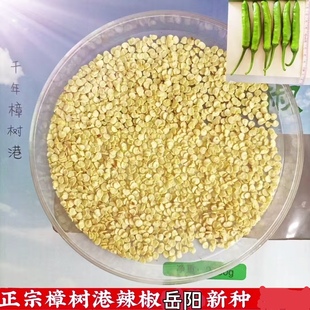 正宗樟树港辣椒种子 新种原种籽 基地优质自留种 岳阳产地发货