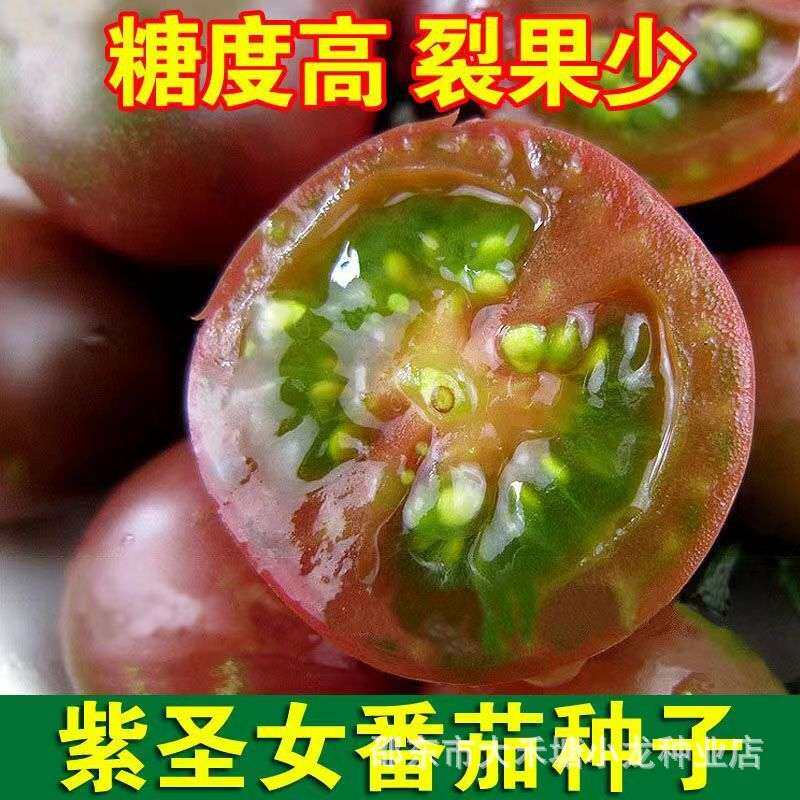 紫圣女番茄种子红圣女果种子 樱桃番茄种子 小西红柿 蔬果菜种子