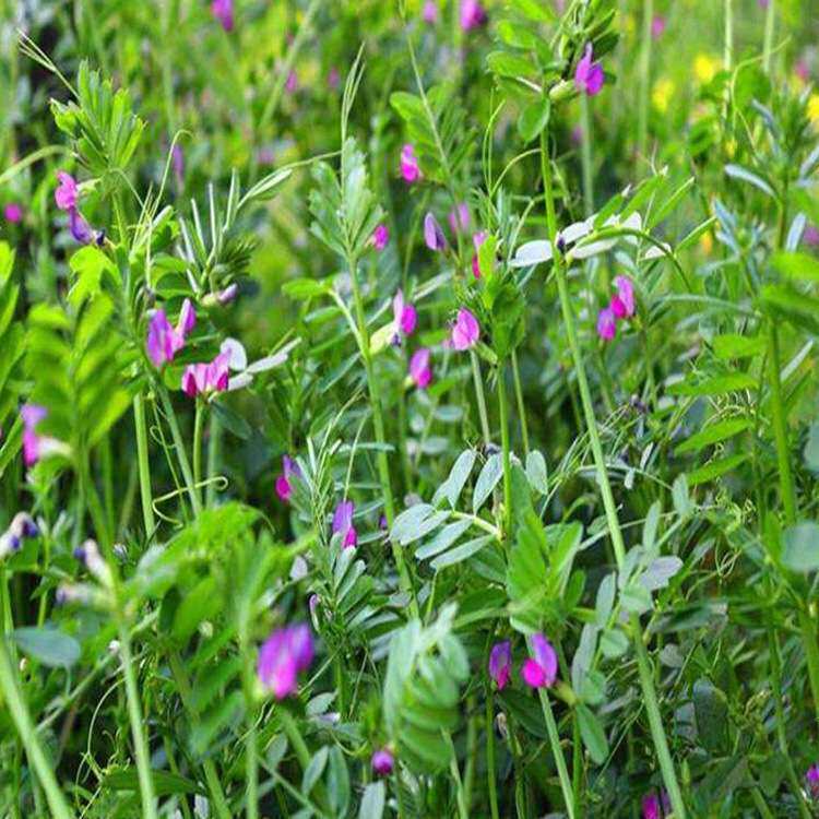 光叶紫花苕 种子果园绿肥种籽毛苕子长柔毛豌豆牧草种子耐寒蜜源
