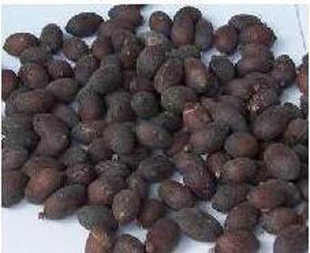 中药材 葵树子 正品葵树籽 新会蒲葵子 新鲜干货500g克包邮