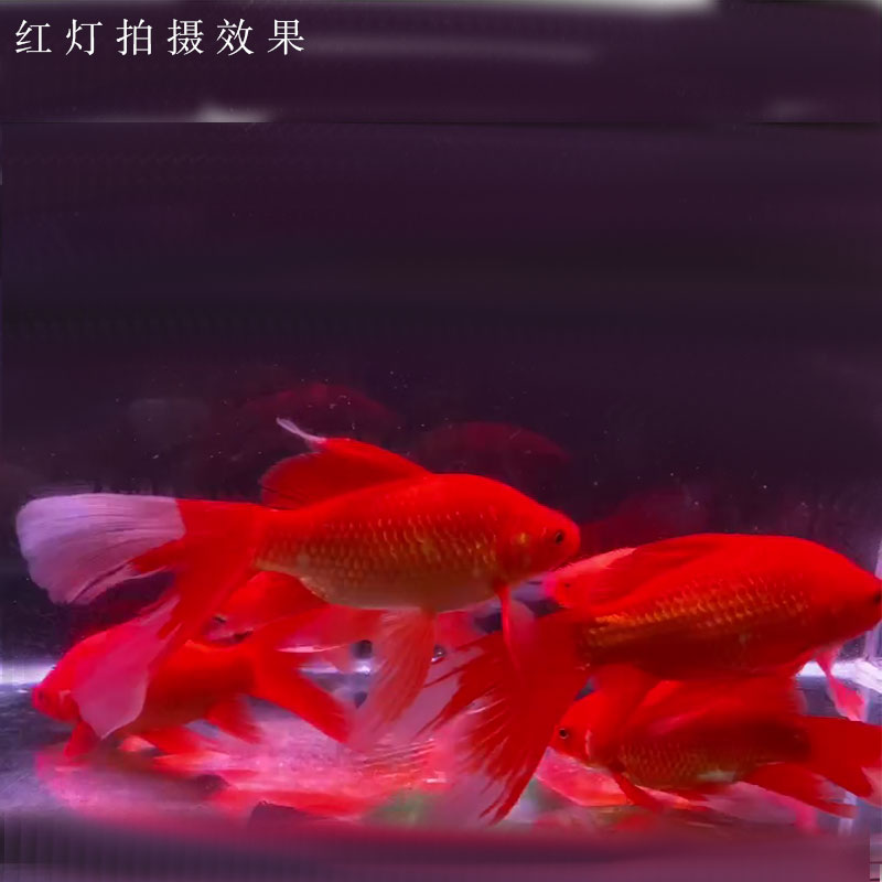 凤尾大红草金活体观赏鱼冷水鱼好养冬天不加温淡水金鱼耐活鱼招