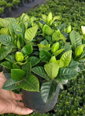 栀子花盆栽枝枝花带花苞花苗室内客厅有香味四季花卉除甲醛大树苗