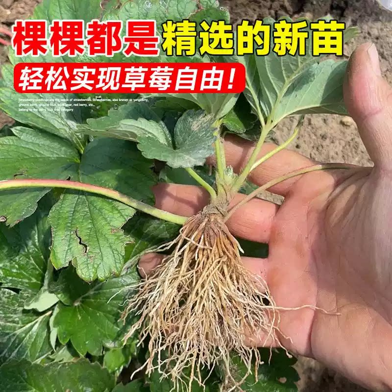 四季草莓苗红颜奶油草莓秧大棚种植草莓盆栽当年结果新苗裸根果苗