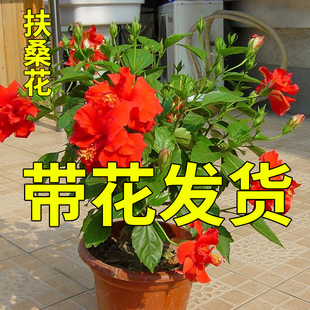 扶桑花盆栽重瓣带花苞红色朱瑾牡丹草阳台花卉室内植物绿植