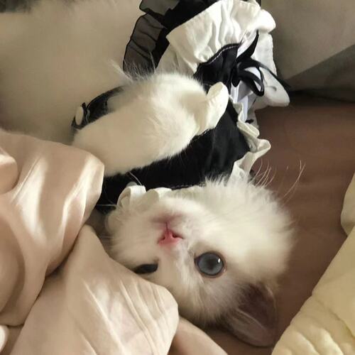 宠物黑色蕾丝公主裙猫狗