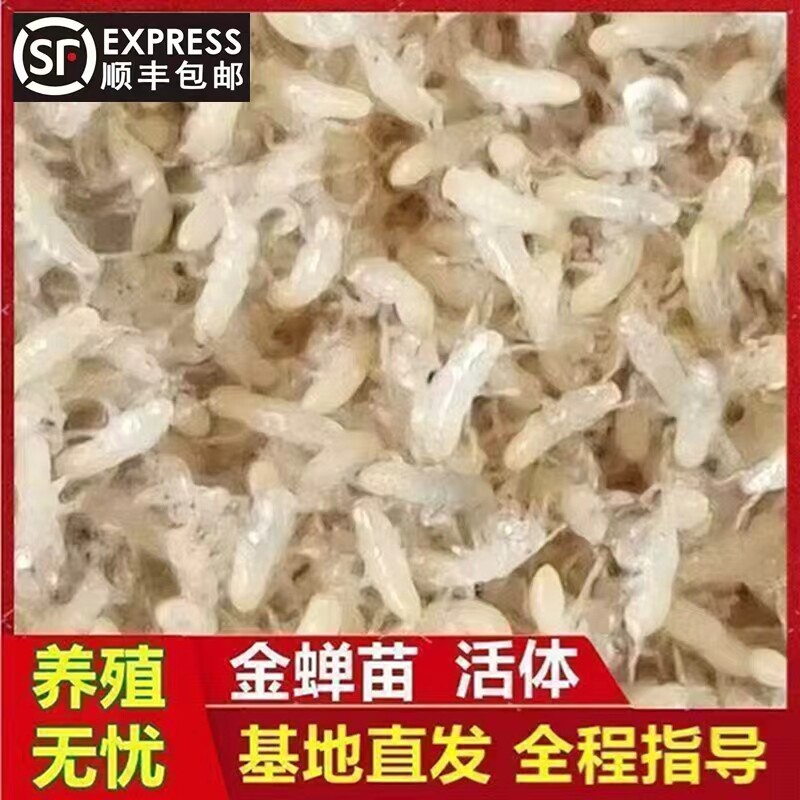 优质金蝉幼苗活知了猴种幼苗爬叉蝉蚁卵金蝉种孵化基地养殖苗现货