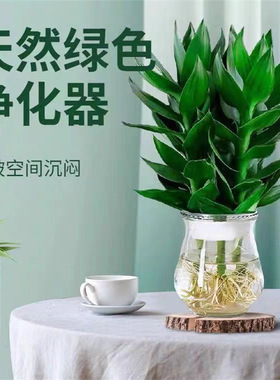 Guanyinzhu Dracaena sanderiana hydroponic plants with roots